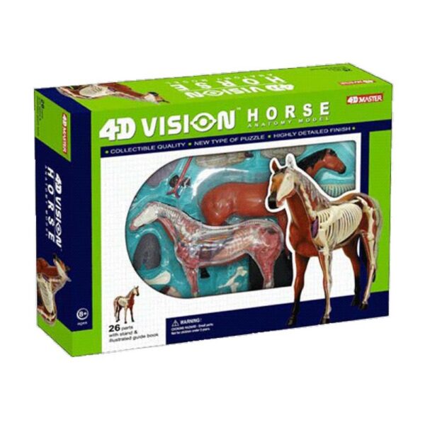 4D VISION 動物解剖模型 馬
